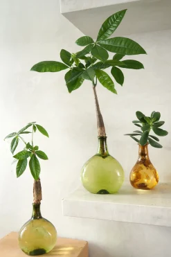 Planter I Vand|Tropiske Planter^PLANT Lykkekastanje Japandi i glas, grøn
