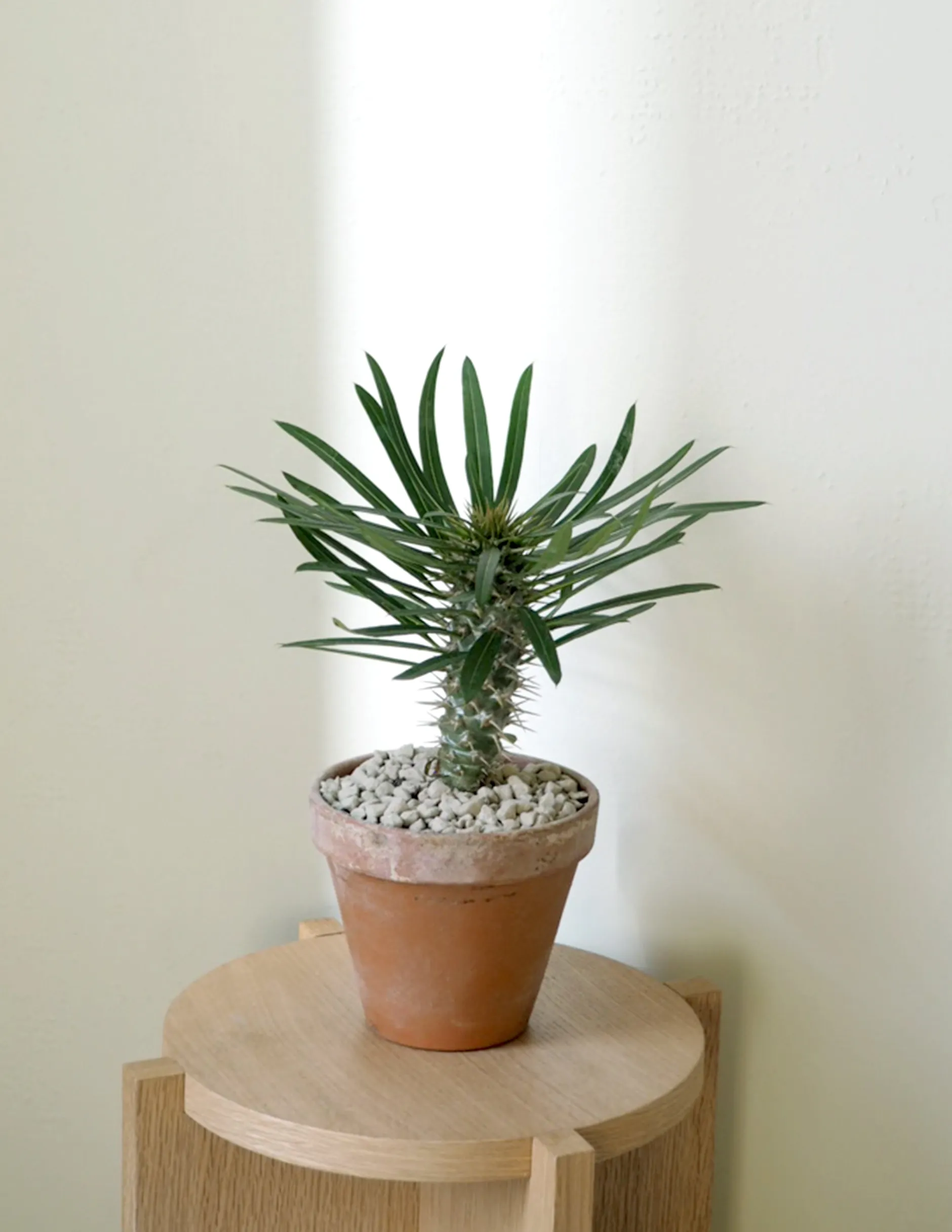 Ørkenplanter Og Knoldplanter^PLANT Madagaskar Palme