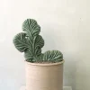Gulvplanter Og Store Træer|Ørkenplanter Og Knoldplanter^PLANT Marginatocereus Marginatus f. Crestata, Unika XL