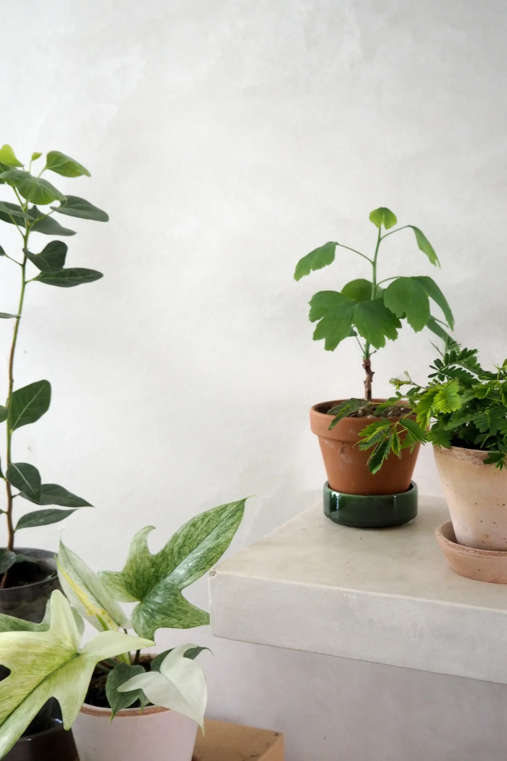 Tropiske Planter|Danskavlede Planter^PLANT Mimose