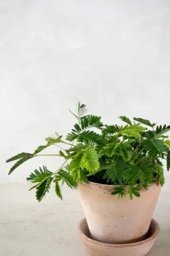 Tropiske Planter|Danskavlede Planter^PLANT Mimose