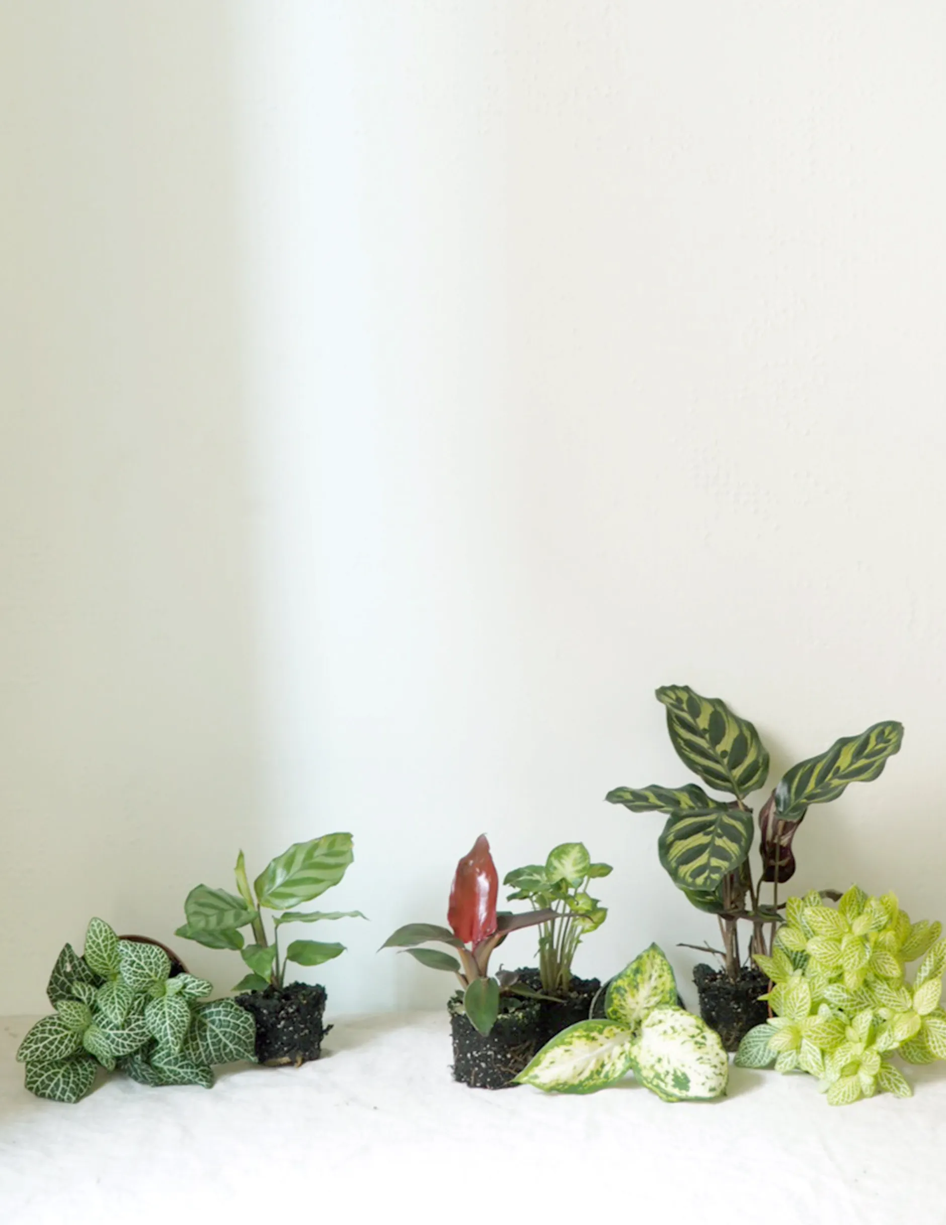 Planter Og Værktøj Til Terrarier|Tropiske Planter^PLANT Minier