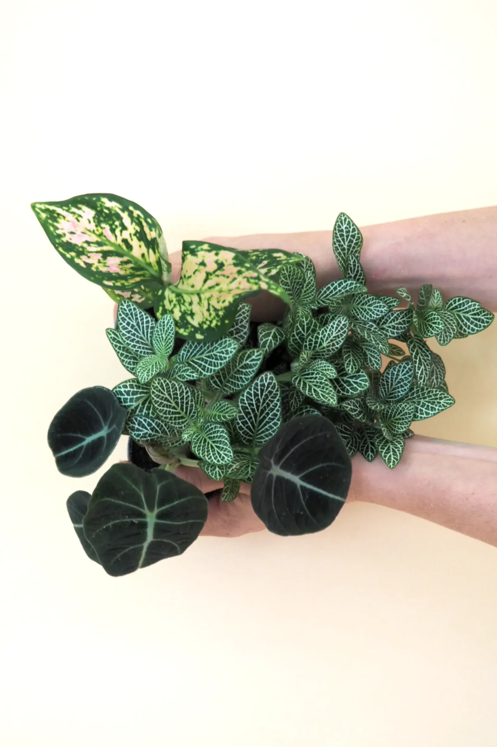 Planter Og Værktøj Til Terrarier|Tropiske Planter^PLANT Minier