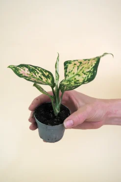 Planter Og Værktøj Til Terrarier|Tropiske Planter^PLANT Minier