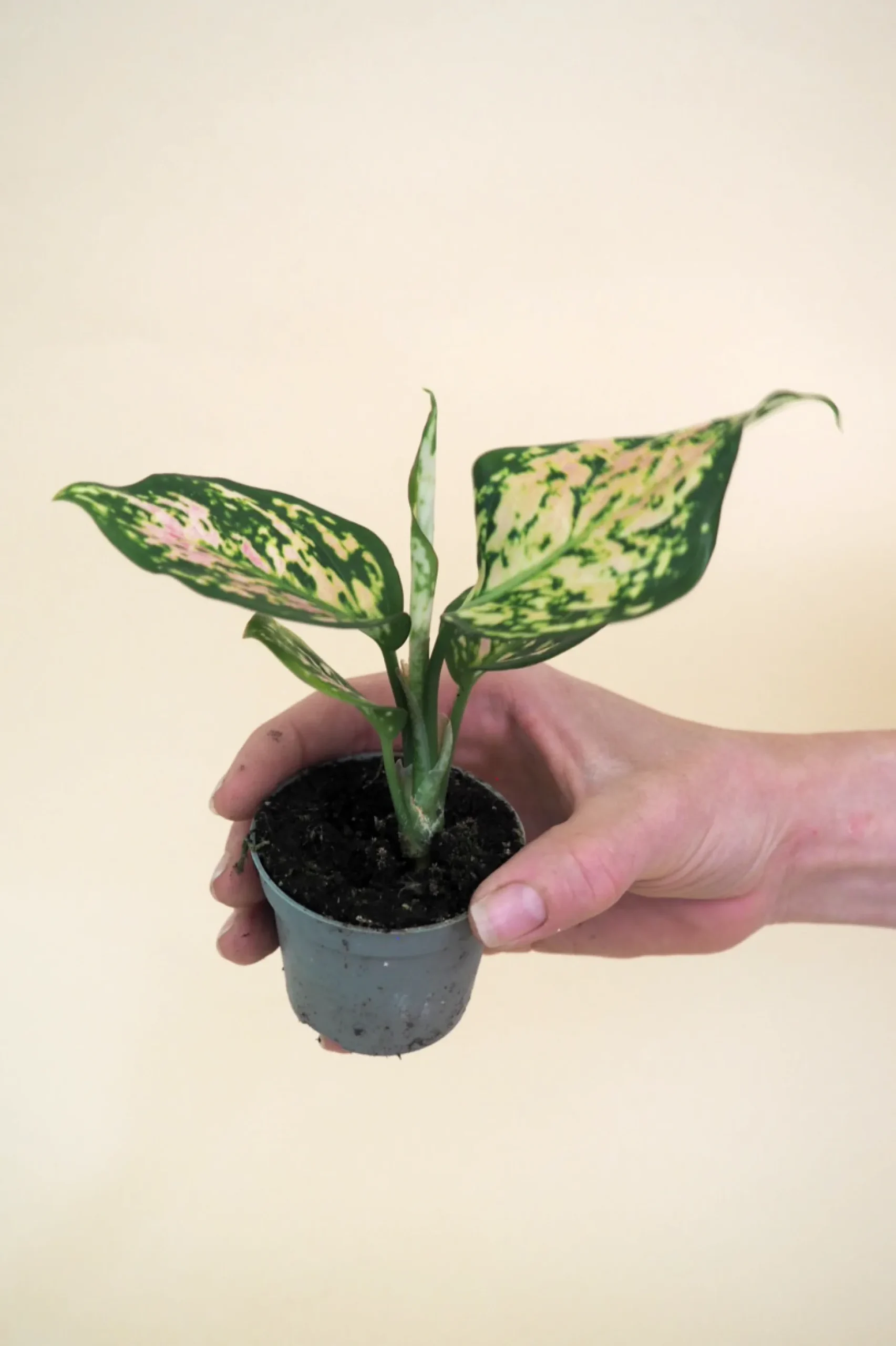 Planter Og Værktøj Til Terrarier|Tropiske Planter^PLANT Minier