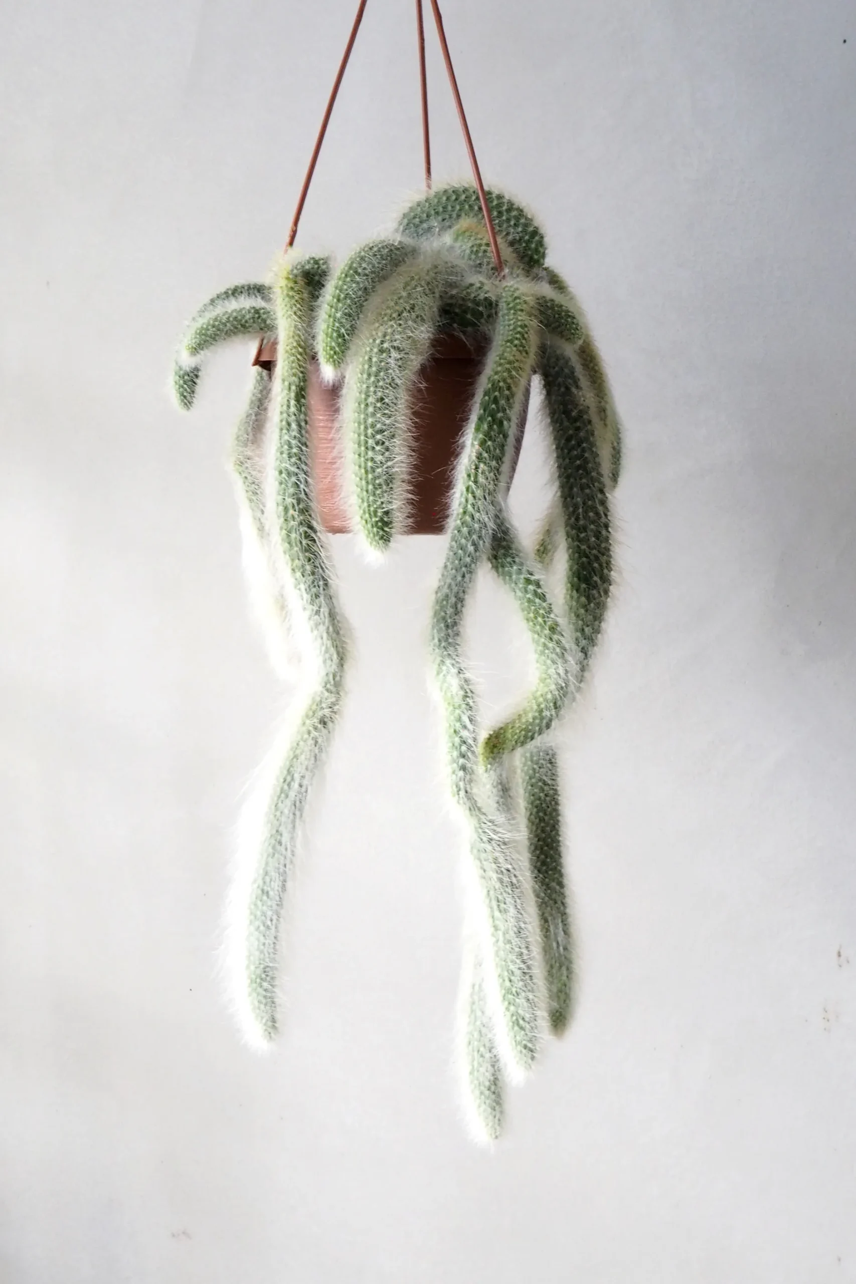 Hængeplanter|Ørkenplanter Og Knoldplanter^PLANT Monkey's Tail kaktus