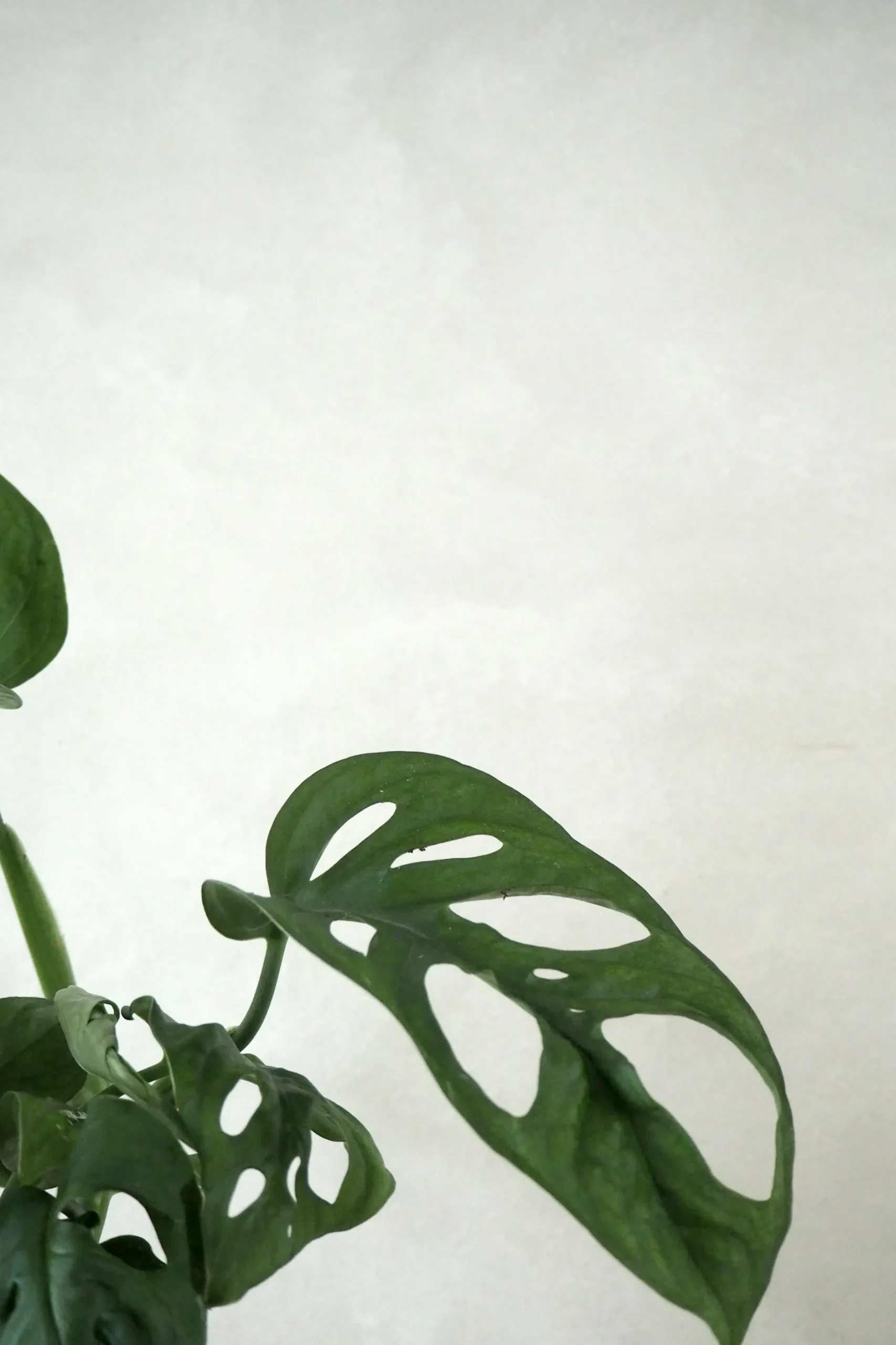 Hængeplanter|Danskavlede Planter^PLANT Monstera Adansonii