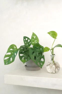 Hængeplanter|Danskavlede Planter^PLANT Monstera Adansonii