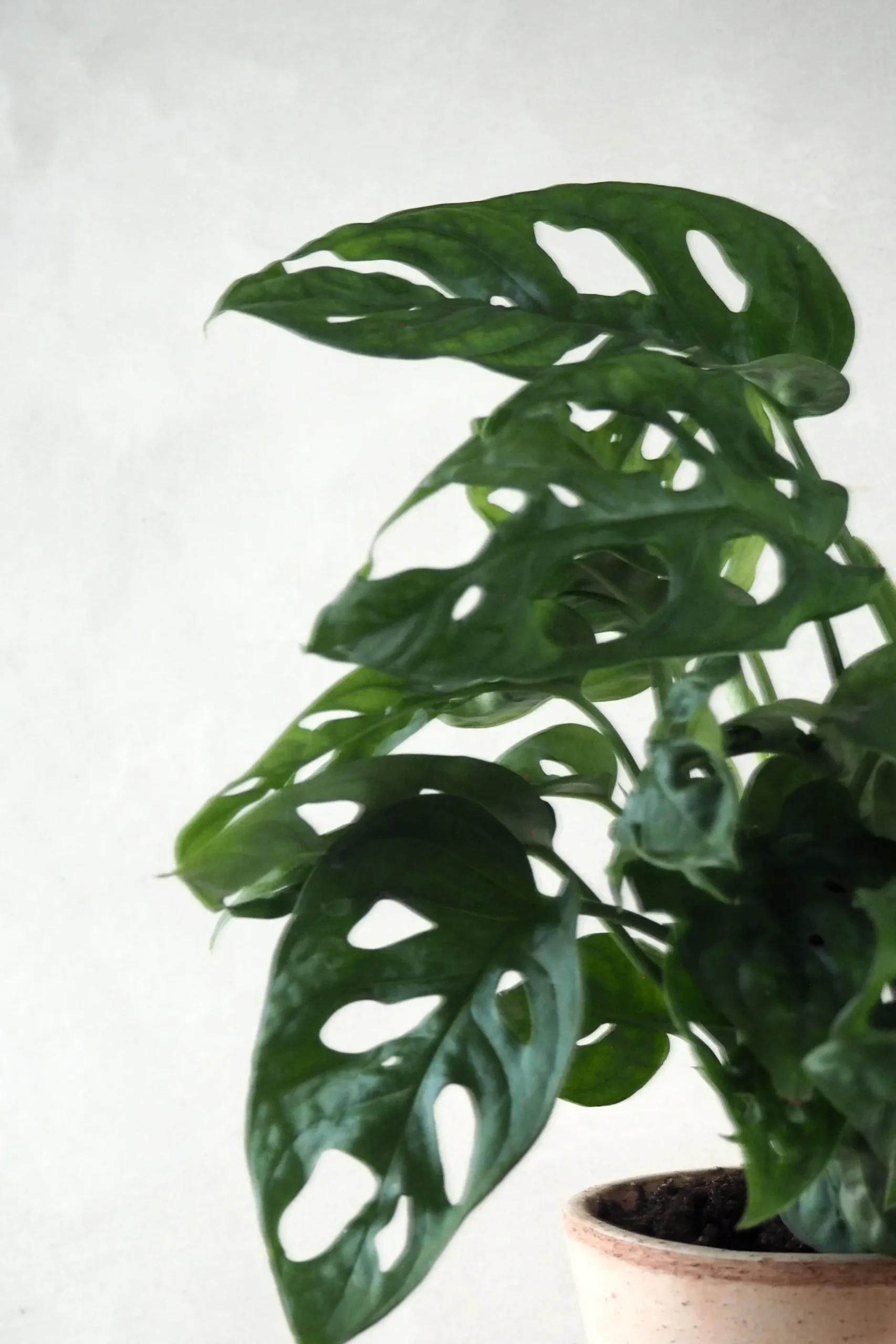 Hængeplanter|Danskavlede Planter^PLANT Monstera Adansonii