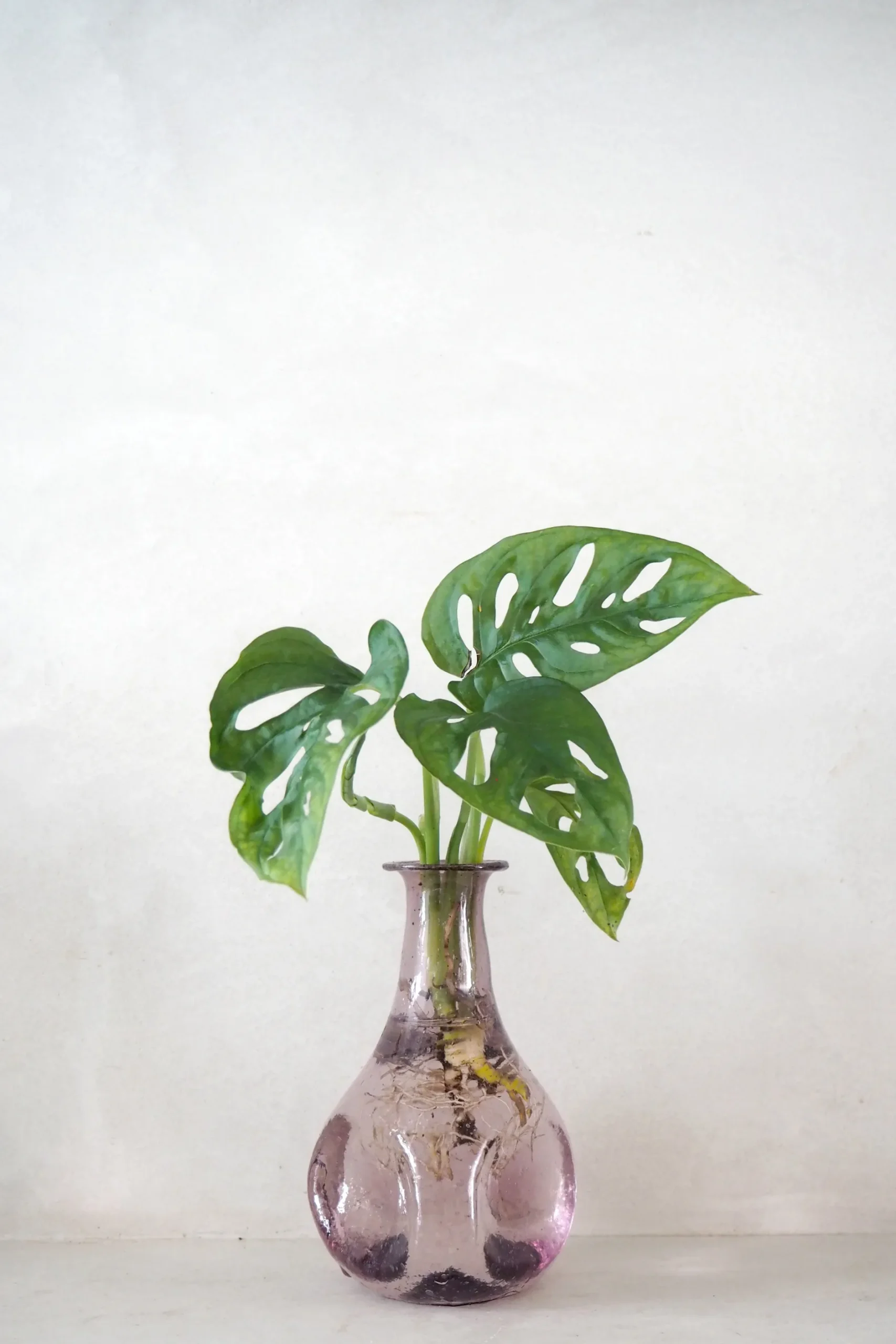 Planter I Vand|Tropiske Planter^PLANT Monstera adansonii i vase, rosa