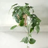 Hængeplanter|Tropiske Planter^PLANT Monstera siltepecana