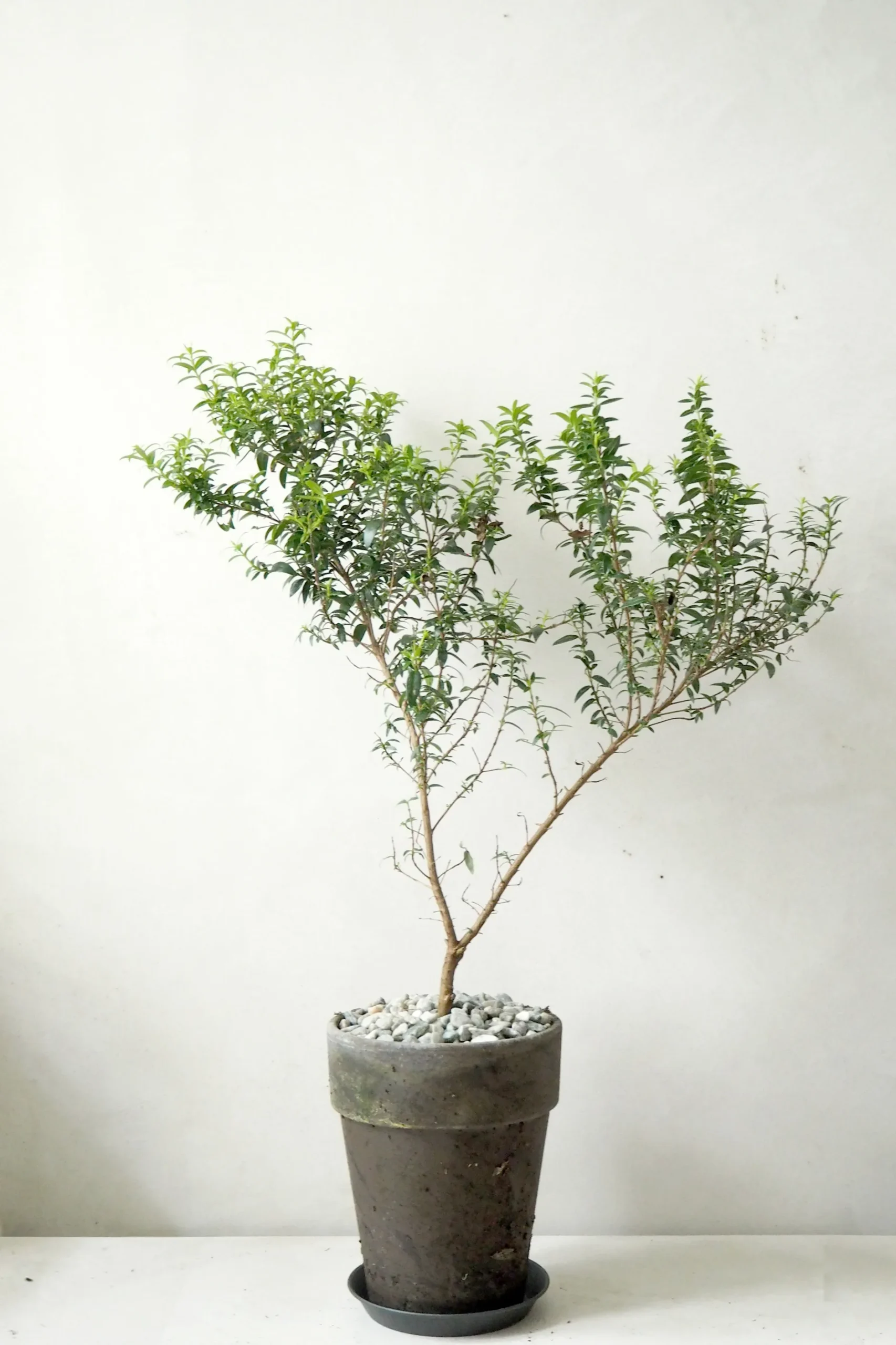 Danskavlede Planter^PLANT Myrtel, stor