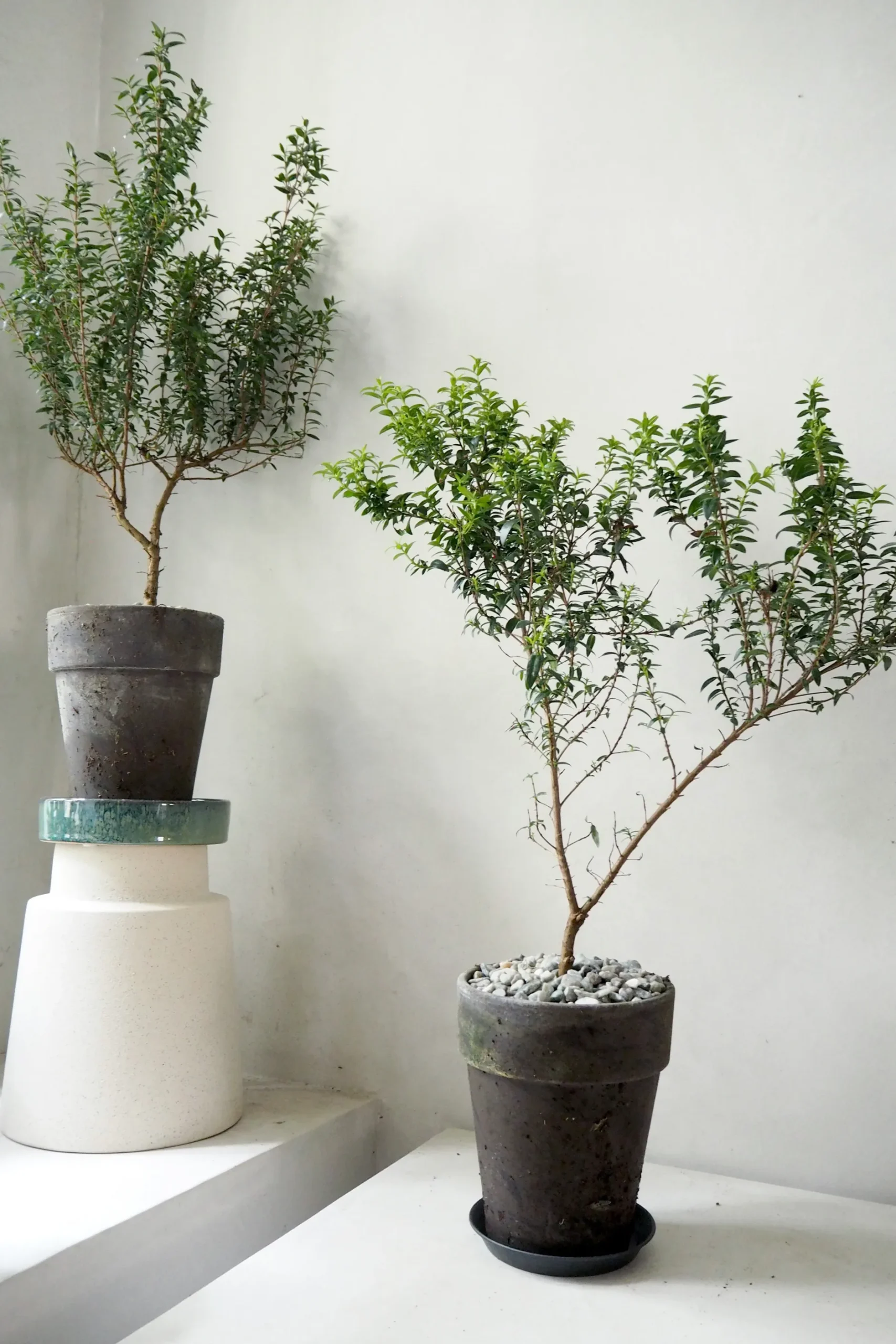 Danskavlede Planter^PLANT Myrtel, stor