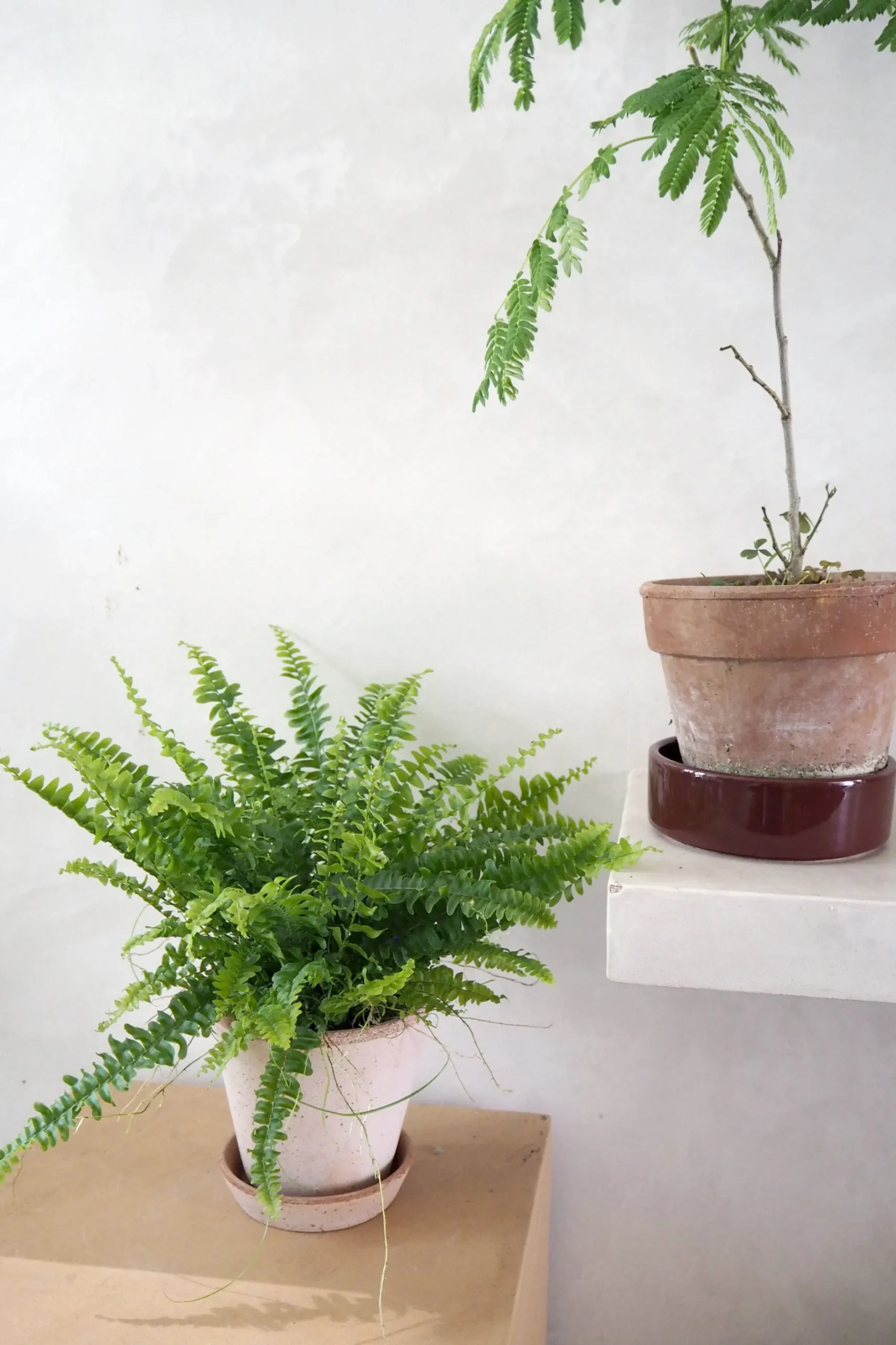 Tropiske Planter^PLANT Nyrebregne