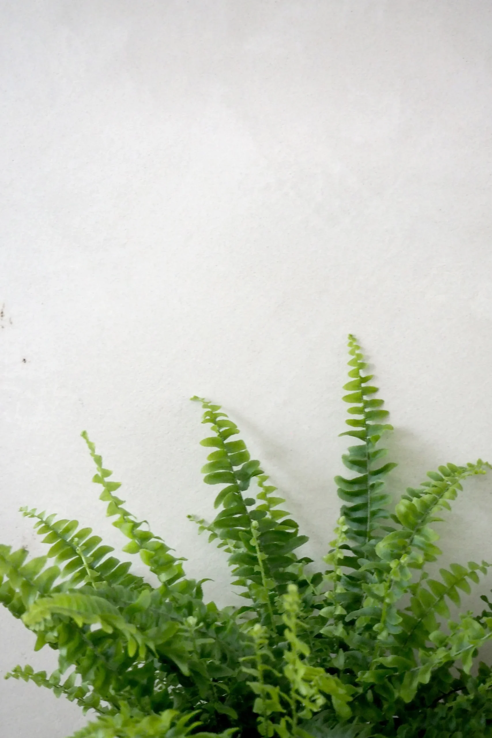 Tropiske Planter^PLANT Nyrebregne