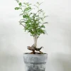 Ørkenplanter Og Knoldplanter^PLANT Operculicary decaryi