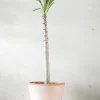 Ørkenplanter Og Knoldplanter^PLANT Pachypodium rutenbergianum