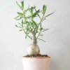 Ørkenplanter Og Knoldplanter^PLANT Pachypodium succulentum, stor