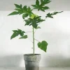 Tropiske Planter|Danskavlede Planter^PLANT Papaya
