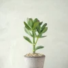 Ørkenplanter Og Knoldplanter|Danskavlede Planter^PLANT Paradistræ