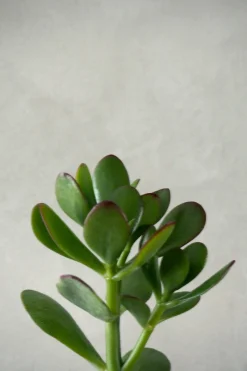 Ørkenplanter Og Knoldplanter|Danskavlede Planter^PLANT Paradistræ