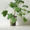 Duftgeranium|Danskavlede Planter^PLANT Pelargonium Tomantose
