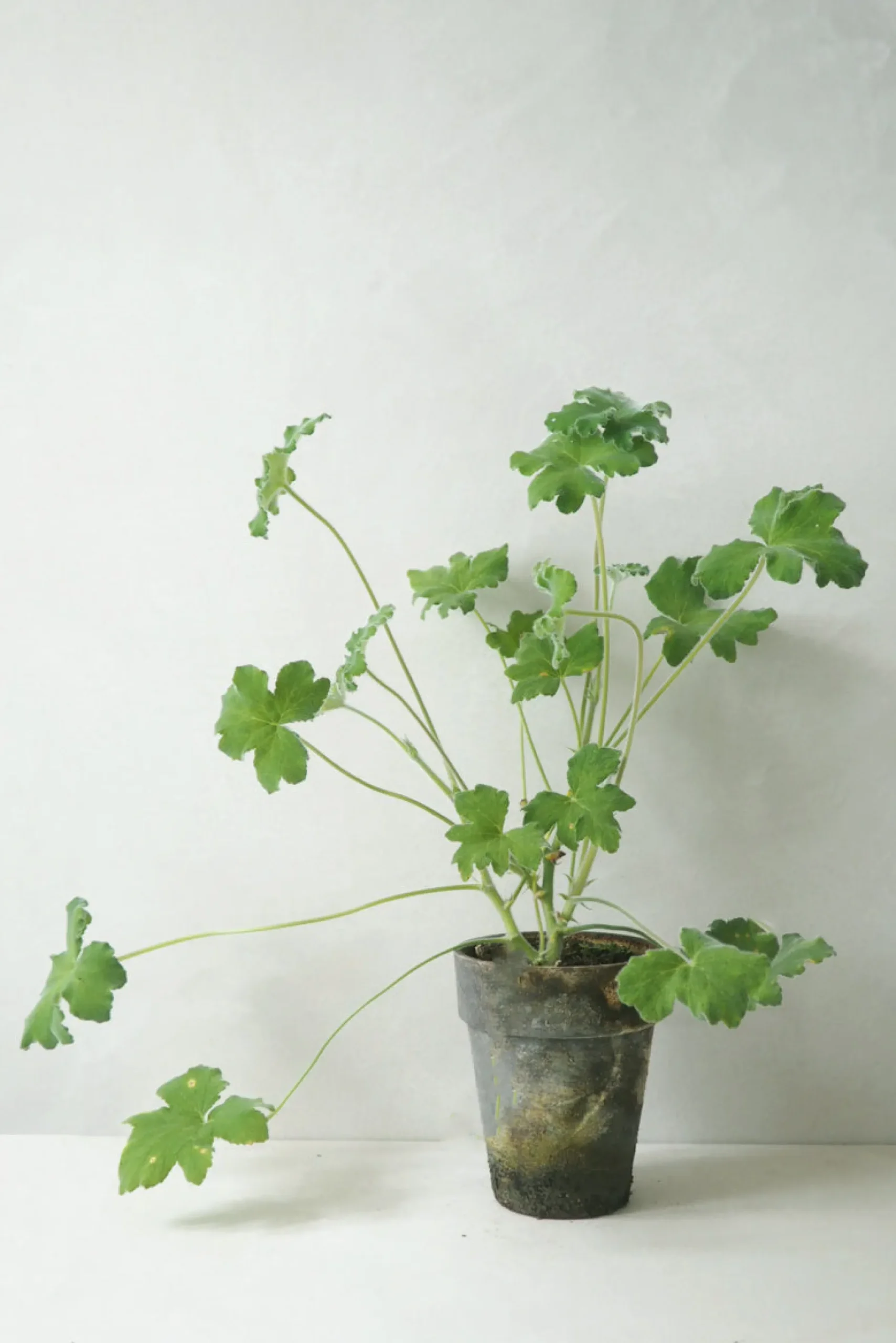 Duftgeranium|Danskavlede Planter^PLANT Pelargonium Tomantose