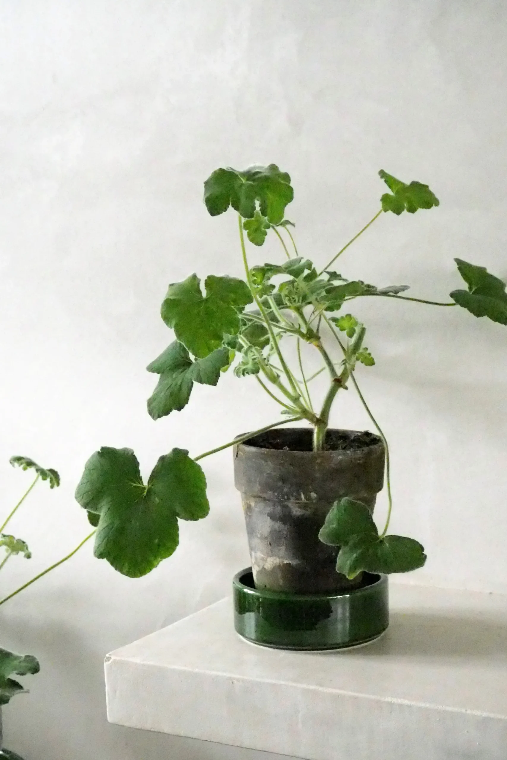 Duftgeranium|Danskavlede Planter^PLANT Pelargonium Tomantose