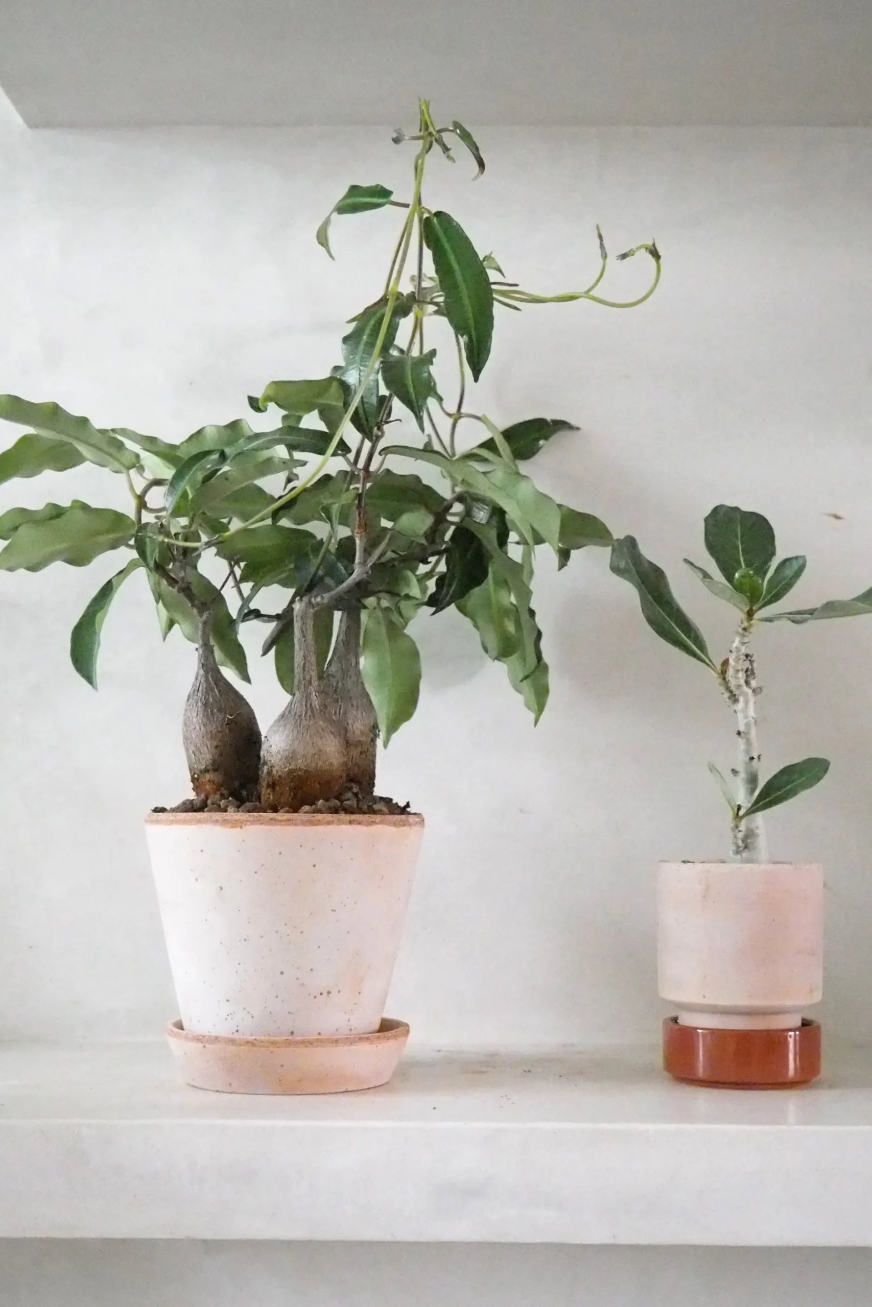 Ørkenplanter Og Knoldplanter^PLANT Petopentia natalensis