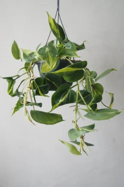 Hængeplanter|Tropiske Planter^PLANT Philodendron Brazil, stor