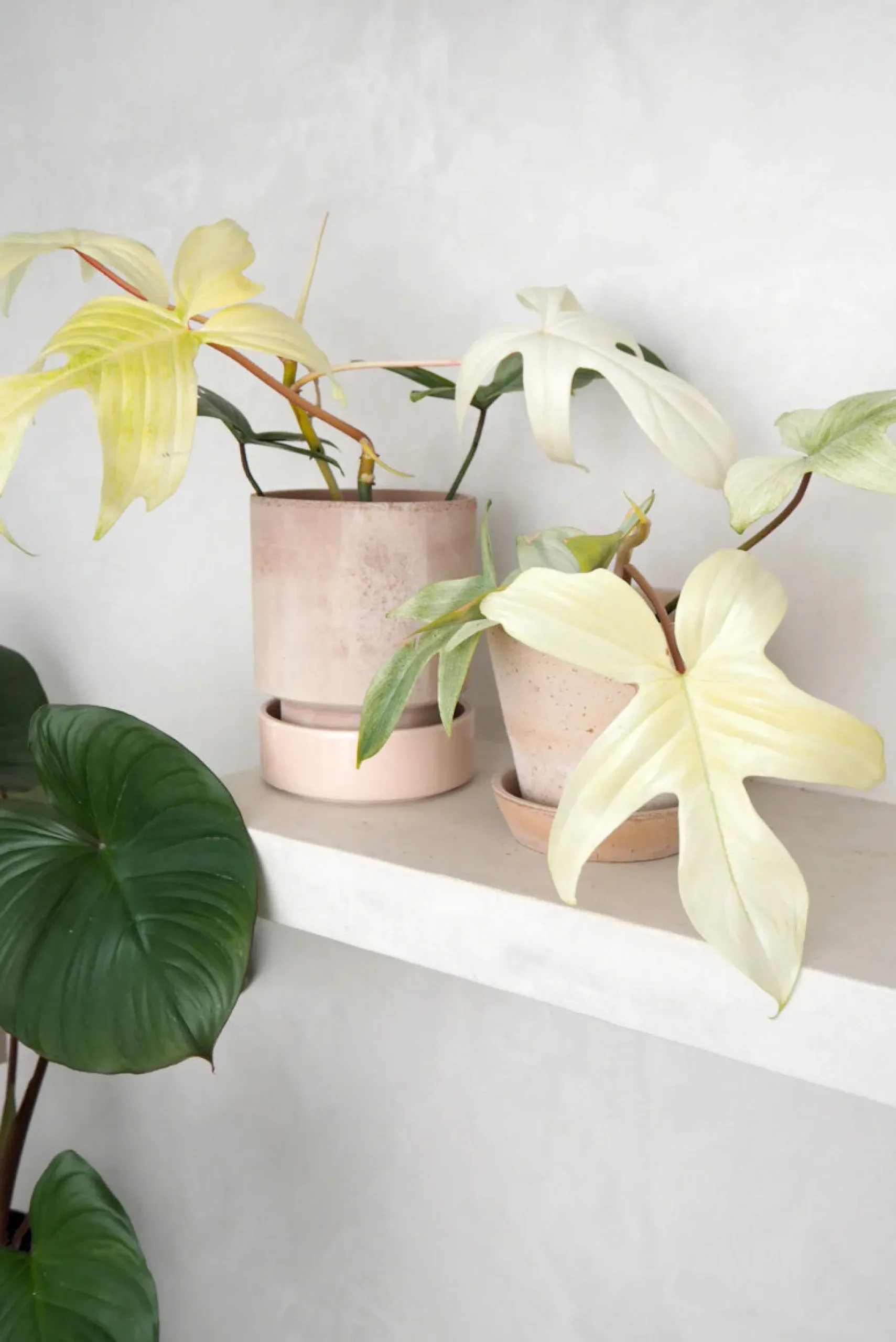 Tropiske Planter|Danskavlede Planter^PLANT Philodendron Florida Ghost