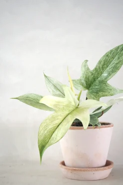 Tropiske Planter|Danskavlede Planter^PLANT Philodendron Florida Ghost