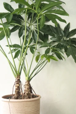 Gulvplanter Og Store Træer|Tropiske Planter^PLANT Philodendron Fun Bun