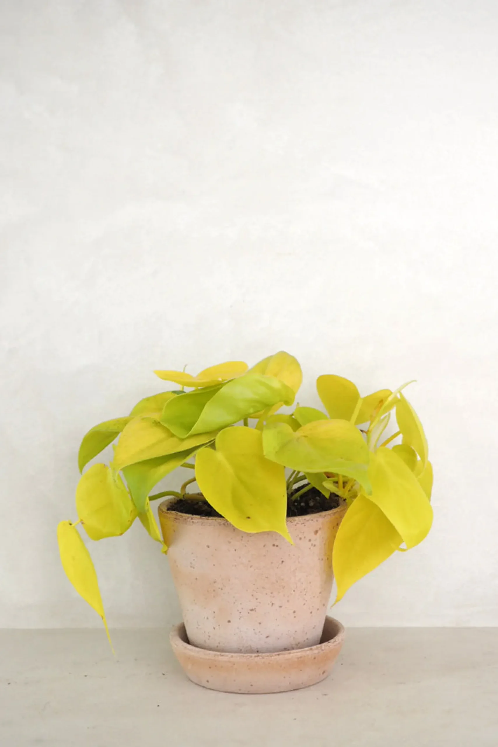 Hængeplanter|Tropiske Planter^PLANT Philodendron Lemon lime