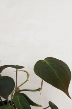 Hængeplanter|Tropiske Planter^PLANT Philodendron micans