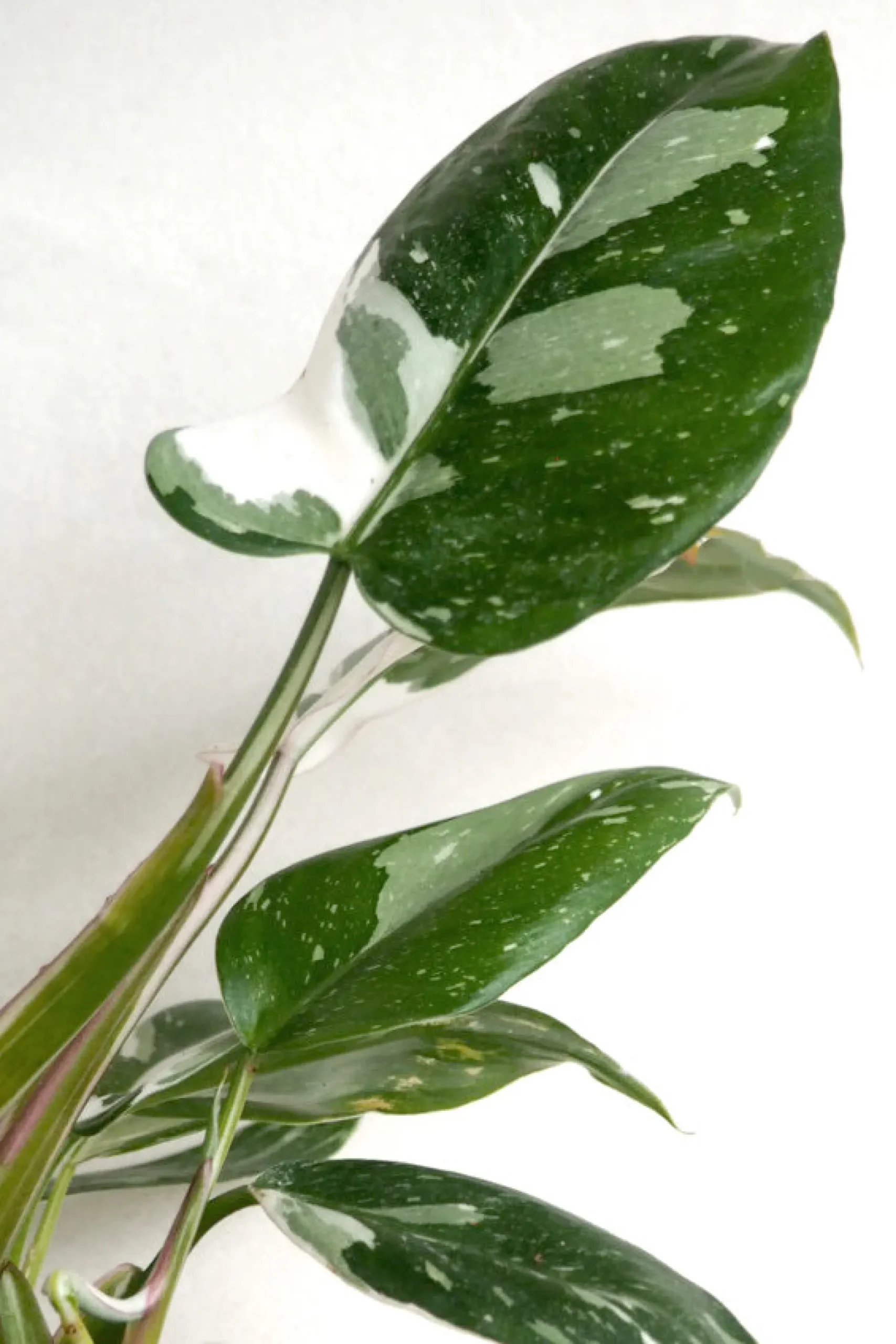 Danskavlede Planter^PLANT Philodendron white princess