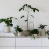 Selvvanding^PLANT Straws, sand