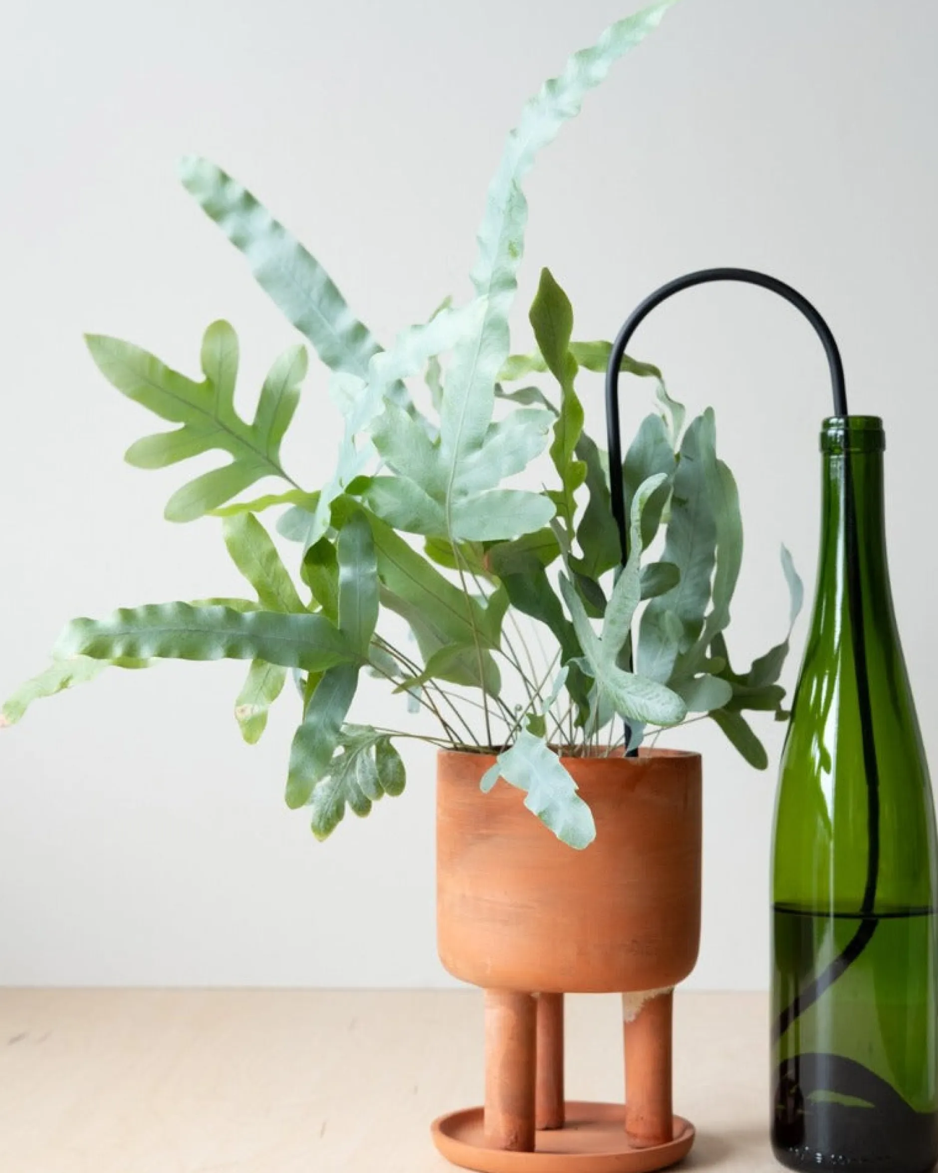 Selvvanding^PLANT Straws, sort