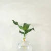 Planter I Vand^PLANT elampe, Dracena