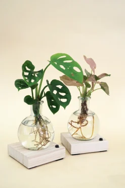 Planter I Vand^PLANT elampe, Dracena
