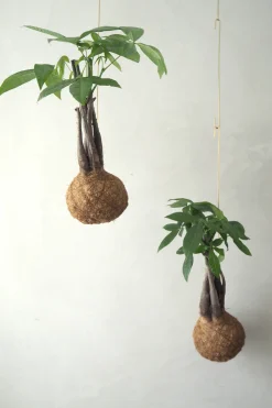 Planteplaneter|Hængeplanter^PLANT eplanet, flerstammet Lykkekastanje