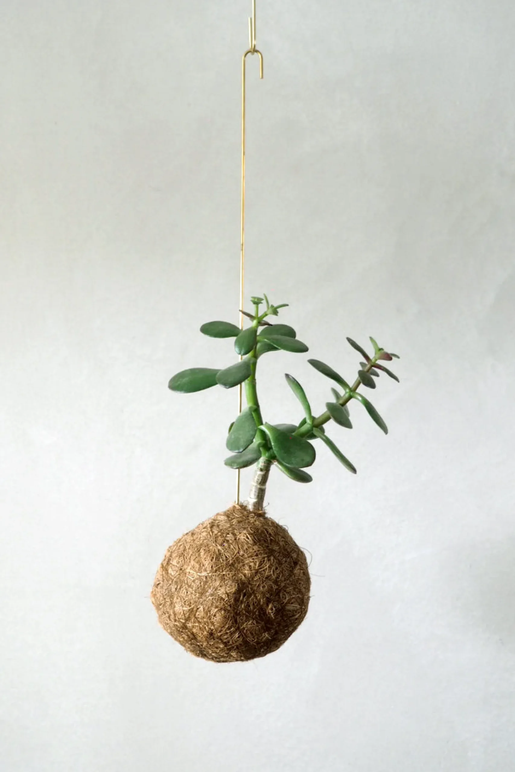 Planteplaneter|Hængeplanter^PLANT eplanet, Paradistræ