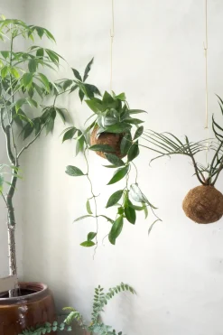 Planteplaneter|Hængeplanter^PLANT eplanet, Silver spot leaf