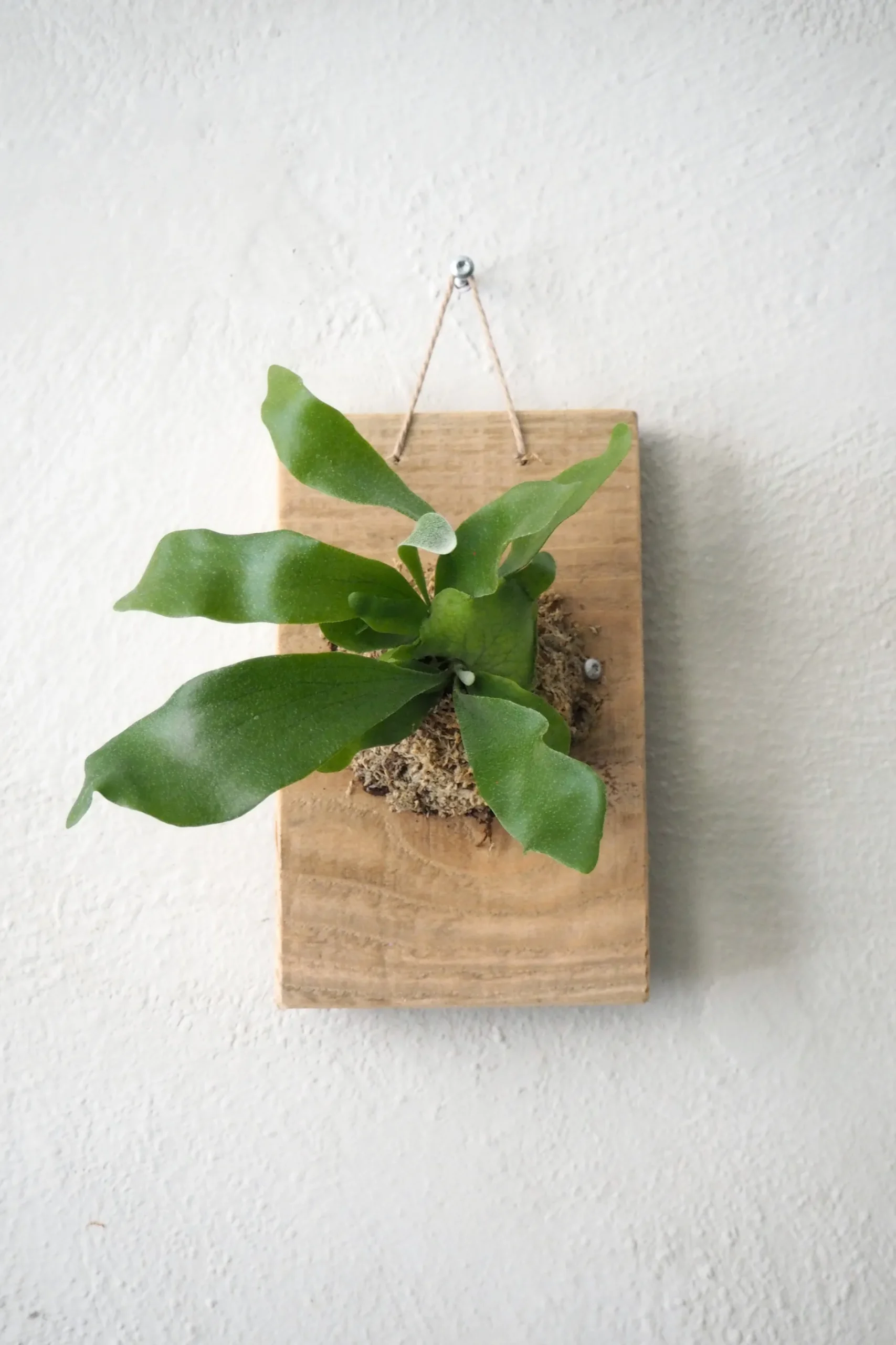 Plantetrofæer^PLANT etrofæ, Hjortetak, small