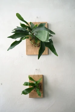 Plantetrofæer^PLANT etrofæ, Hjortetak, small