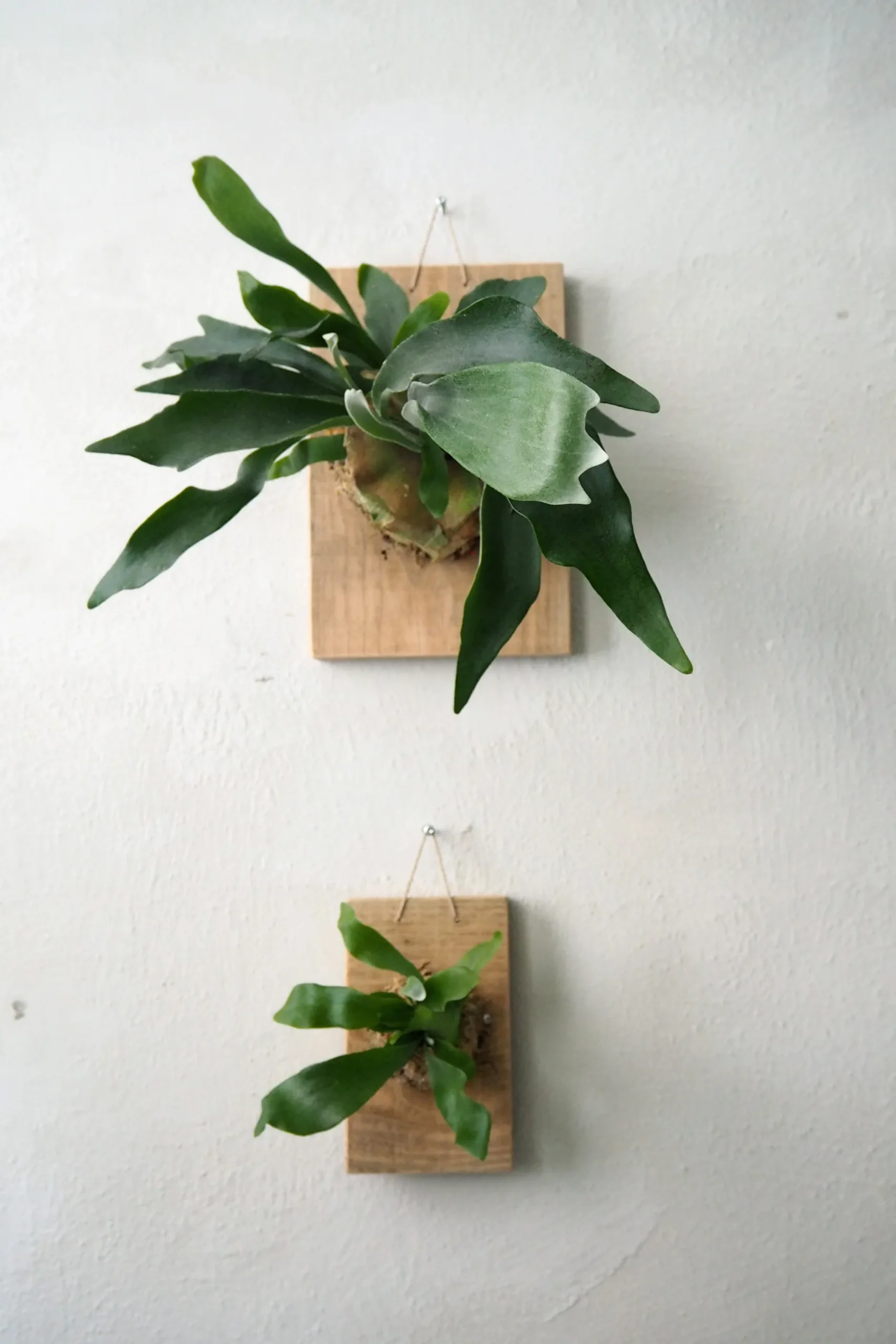 Plantetrofæer^PLANT etrofæ, Hjortetak, small