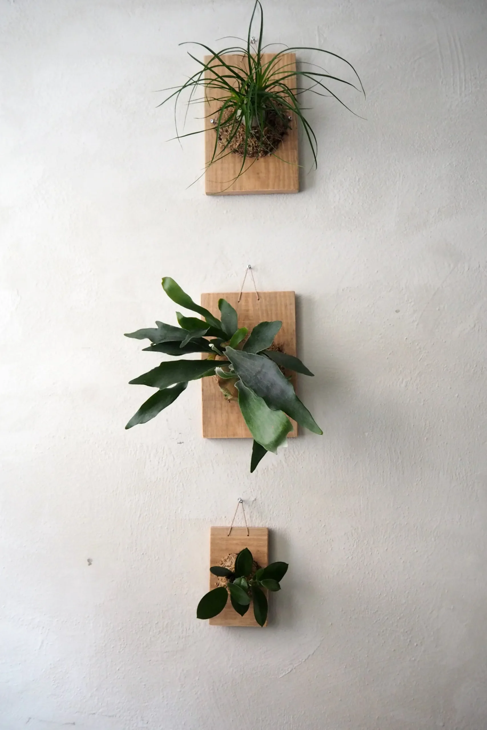 Plantetrofæer^PLANT etrofæ, Hjortetak, small