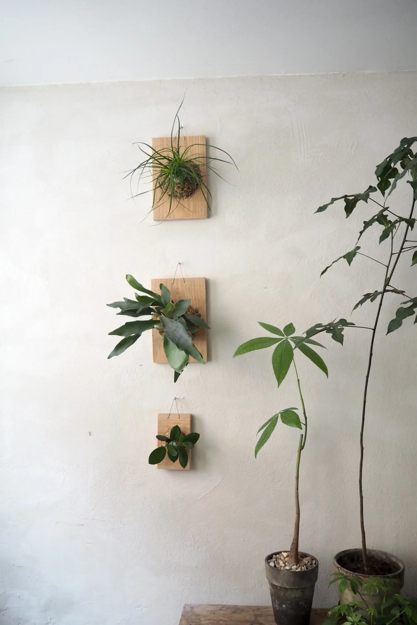 Plantetrofæer^PLANT etrofæ, Hjortetak, small