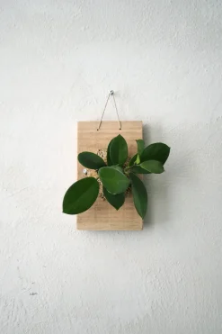 Plantetrofæer^PLANT etrofæ, Hoya, small