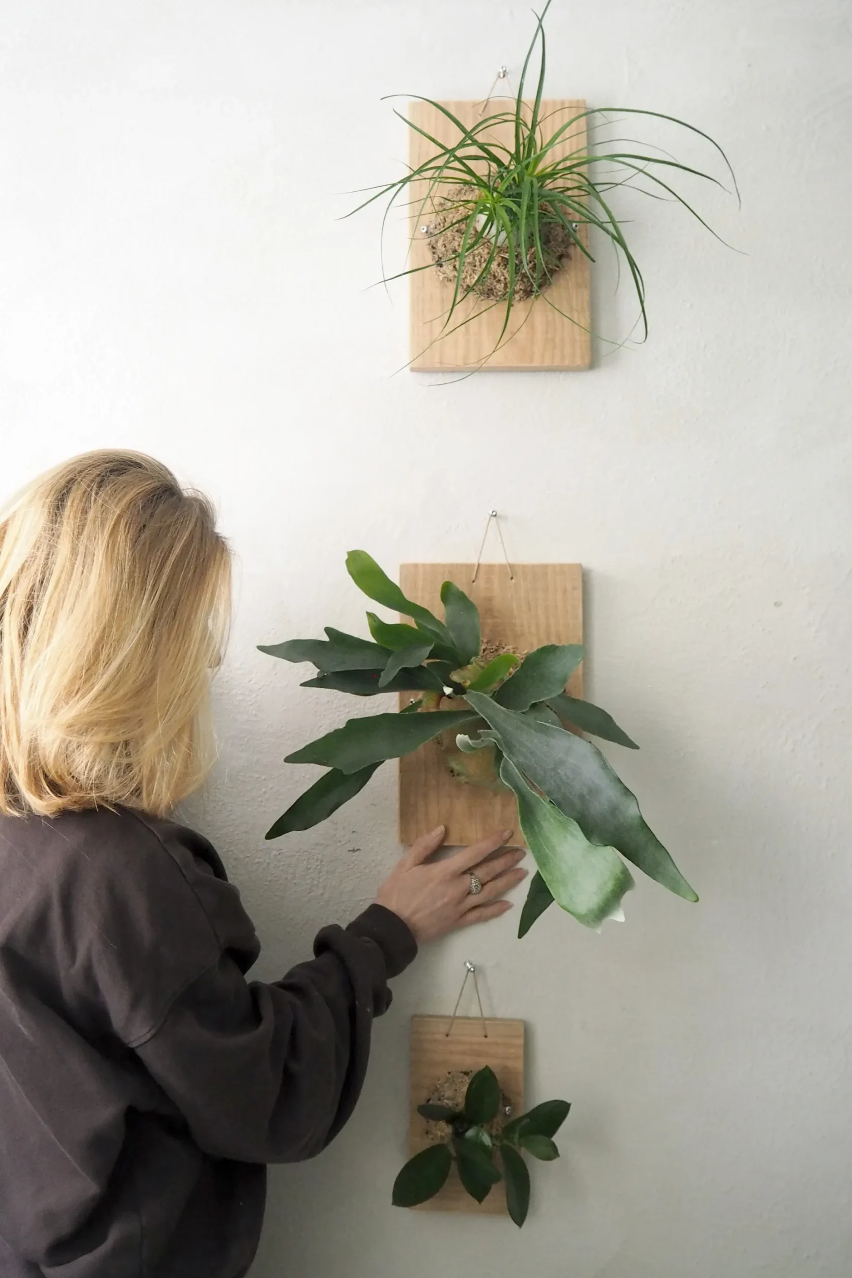 Plantetrofæer^PLANT etrofæ, Hoya, small